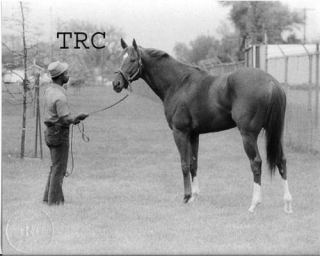 Secretariat & Eddie Sweat 1973 Churchill Downs Horse Racing Photo