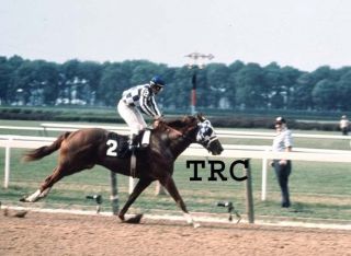 Secretariat & Ron Turcotte - 1973 Belmont Stakes Photo