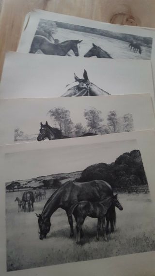 C W ANDERSON 1948 ALL THOROUGHBREDS Harper Litho Prints Complete Portfolio 5