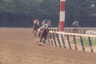1973 Ron Turcotte Secretariat Belmont Stakes Horse Racing 8x10 Photo Triplecrown