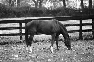 1973 Ron Turcotte Secretariat Claiborne Farm Horse Racing 8x10 Photo Triplecrown