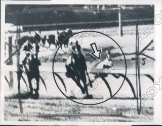 1959 Hollywood Park Hof Jockey Jack Westrope Fatal Fall Press Photo