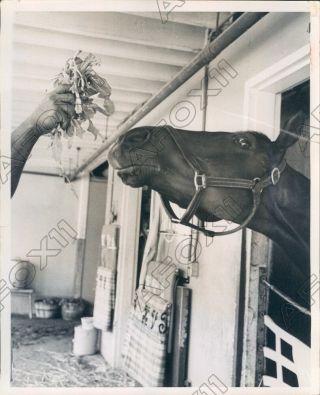 1962 Harbor View Farm Race Horse David K Press Photo