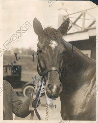 1923 Race Horse My Own Press Photo