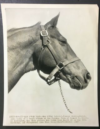 1947 Man O War Wire Photo Race Horse World Famous Passes Away Lexington Vintage