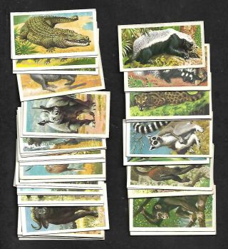 Brooke Bond Tea Cards: 1962 African Wild Life,  Complete Set Of 50 Uk Issue Color