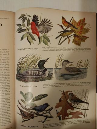 Sports Illustrated May 16,  1955 (Bird Watcher ' s Guide) Newsstand/ No Label 4