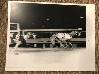 Greyhound Match Race Photo Downing And Rooster Cogburn