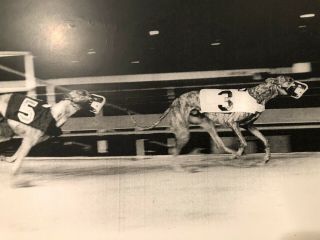 Greyhound Match Race Photo Downing and Rooster Cogburn 2