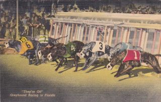 1954 Vintage Sport Postcard Greyhound Racing Ft Myers Beach Fl