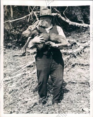 1941 Martin River Canada George Hughes Found Baby Moose Abandoned Press Photo