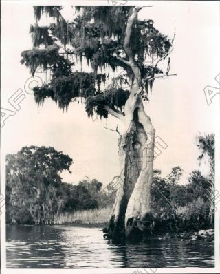 1969 Fl Hollow Cypress On Bank Of Withiacoochee River Is Popular Press Photo