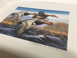Rare 1987 - 1988 Federal Duck Stamp Print Redheads By Arthur Anderson With Stamp