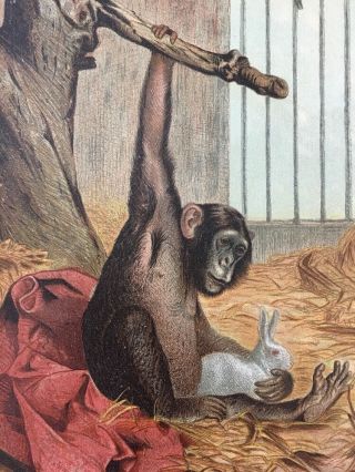 Antique 1898 Chimpanzee With Rabbit Color Natural History Print,