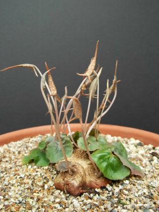 Dorstenia Barnimiana @j@ Rare Succulents Caudex Exotic Caudiciform Seed 5 Seeds