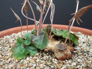 DORSTENIA BARNIMIANA @J@ rare succulents caudex exotic caudiciform seed 5 SEEDS 2
