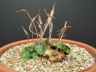 DORSTENIA BARNIMIANA @J@ rare succulents caudex exotic caudiciform seed 5 SEEDS 3