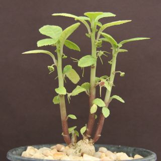 Dorstenia Radiata Rare Succulents Caudex Exotic Caudiciform Africa Seed 5 Seeds