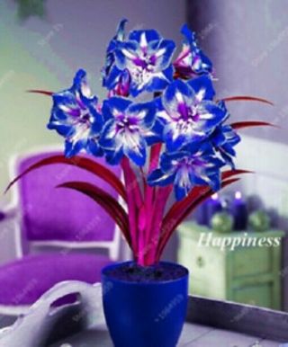 Amaryllis Bulbs Hippeastrum Magic Blue Flower Rare Perennial Stunning Gift Decor