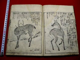 1 - 10 Saho9 Japanese Animal Pictures Ehon Woodblock Print Book