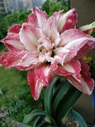 Double Amaryllis Bulbs Resistant Perennial Flower Rare Pink Hippeastrum Balcony