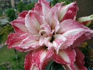 Double Amaryllis Bulbs Resistant Perennial Flower Rare Pink Hippeastrum Balcony 2