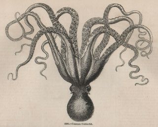 Antique 1845 Print Cuttlefish Octopus Argonaut Kraken Squid Nautilus Ocean D