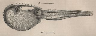 Antique 1845 Print Cuttlefish Octopus Argonaut Kraken Squid Nautilus Ocean E