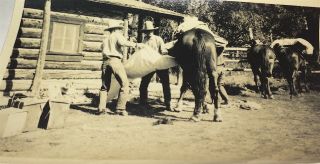 Rare Antique Vintage Western American Cowboys & Horse Snapshot Photo Us C.  1920