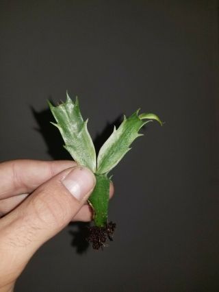 Variegated Schlumbergera Madame Butterfly Rare Cactus Rooted Cutting