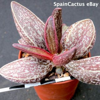 Adromischus Marianiae " South Clanwilliam " Lav 28229a Rare Succulent Plant 13/10
