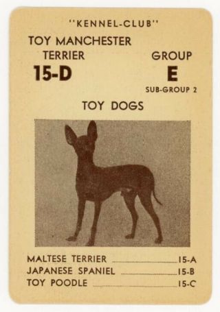1939 Rare Akc Usa Dog Card Manchester Terrier American Kennel - Club