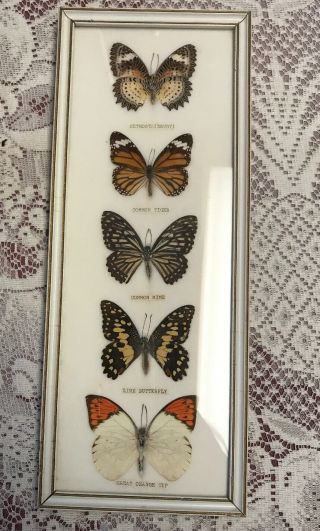Rare? Real 5 Butterfly Insect Display Mounted Labeled Taxidermy In Wood Frame