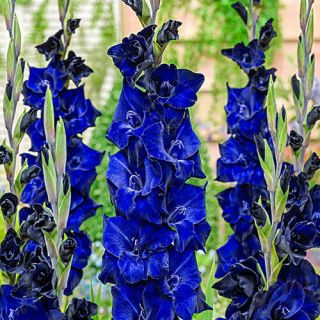 Gladiolus Bulbs Perennial Flower Blue Resistant Hardy Fragrant Strong Rare Plant