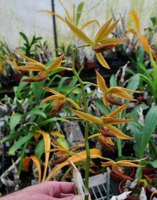 Mormodes Colossus Very Rare And Wild Orchid Species From Panama Seedling