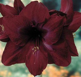 Rare Perennial Amaryllis Bulbs Dark Red Flower Impressive Fragrance Fresh Gifts