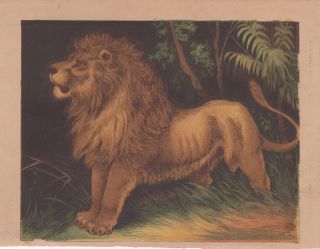 Lions African Lion Wildlife Africa Animal Art Antique Lithograph 1865