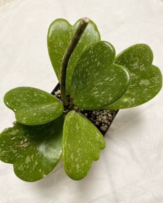 Hoya Kerrii Splash Heart Shaped Leaves Very Rare Large Leave Actual Plant 