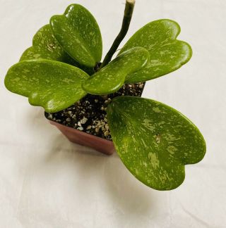 Hoya kerrii splash Heart Shaped Leaves Very Rare Large Leave Actual Plant  2