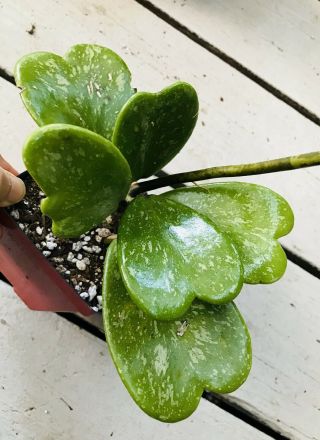 Hoya kerrii splash Heart Shaped Leaves Very Rare Large Leave Actual Plant  3