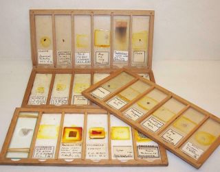 24 Vintage/antique Microscope Slides In Wooden Trays