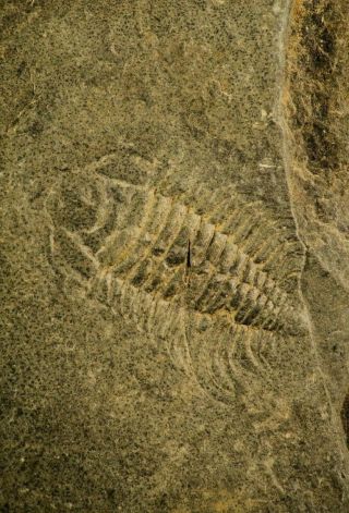 Top Rare 0.  76 Inch Bathynotus Kueichouensis Cambrian Trilobite - Eastern Asia