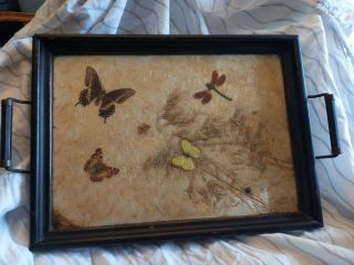 Antique Primitive Hand Crafted Serving Tray - Live Wood Edge,  Pressed Butterflies