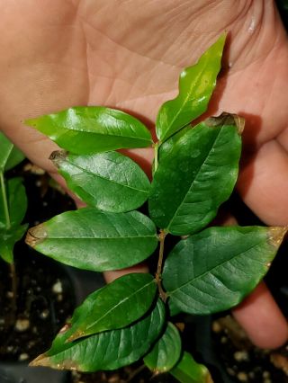 Extremely Rare Plinia Aureana " Branca Mel " Or White Honey Jaboticaba Fruit Tree