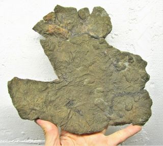 Huge Rare Pyrite Multi - Crinoid 237 Mm Fossil Uk Jurassic Pentacrinites Charmouth