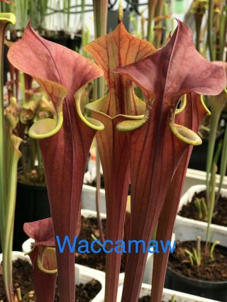 Sarracenia Flava Seedlings - Waccamaw And Rare South Carolina Genetics 18 - 19