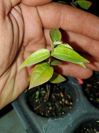 Rare Plinia.  Sp " Watermelon (branca Rajada) ” Jaboticaba Seedling
