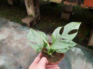 Very Unusual And Rare Philodendron Minima In 4 " Pot