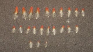 Salmon Fly Tying Feathers - 23 Goulian Finch Rump Feathers - Vintage - Antique