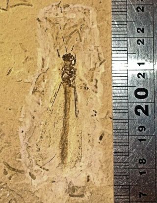 Rare Complete 5cm Damselfly Eoprotoneura Hyperstigma; Cretaceous,  Brazil